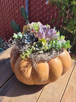 Morning Succulent Pumpkin Class 10-Noon